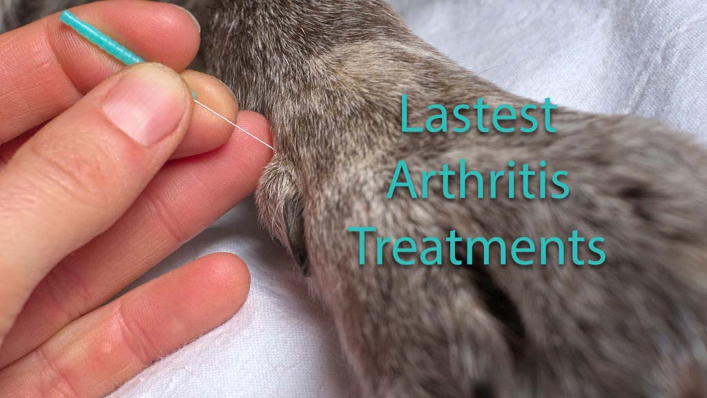 What To Do For Arthritis in Dogs? Animal Medical New City