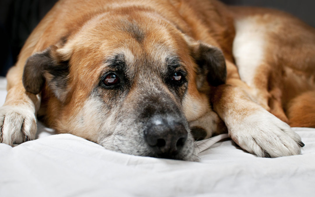 Hospice Care For Pets