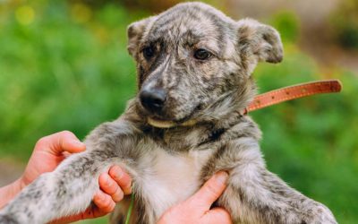 What Should I Do If My Pet Is Lost?