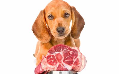 Are Raw Diets Good For My Dog or Cat?