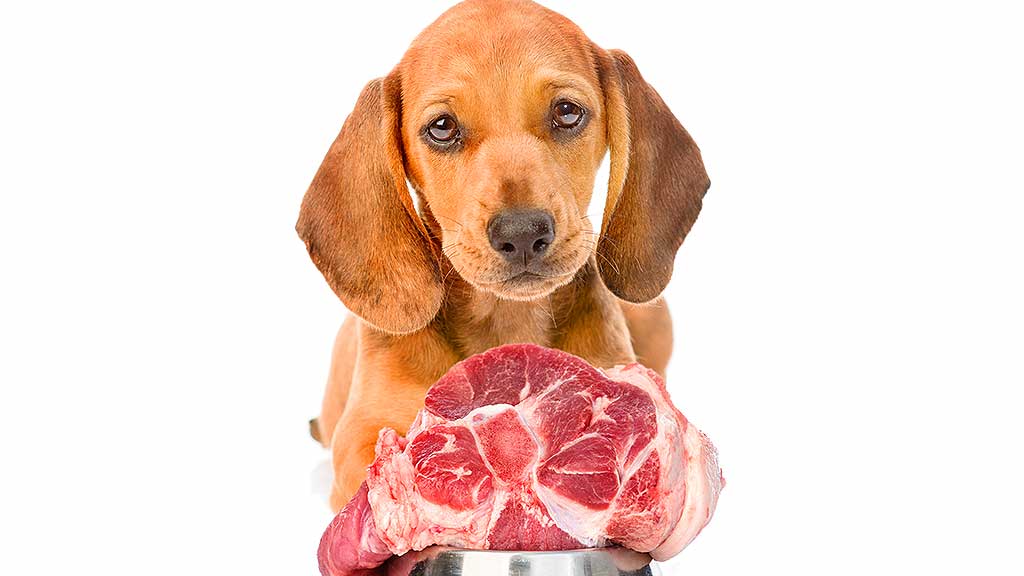 Picture of dog with a big piece of raw meat in his bowl