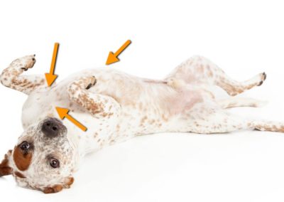 Acupressure Points For Dogs: Give Your Pet The Massage of His LIFE