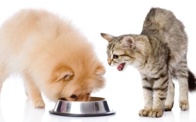 How To Stop Pet’s From Stealing Each Other’s Food