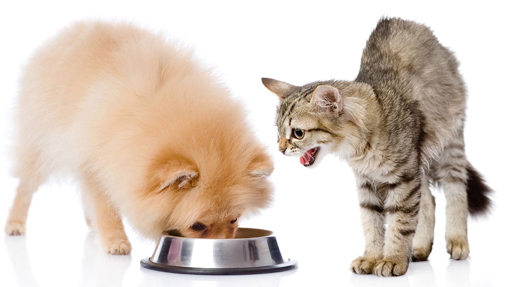 dog stealing food out of cat bowl