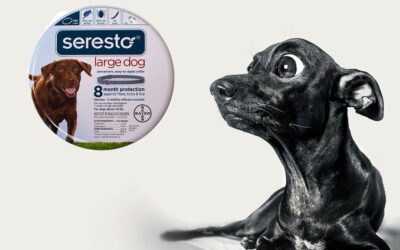 Veterinarian Takes Issue With Seresto Article