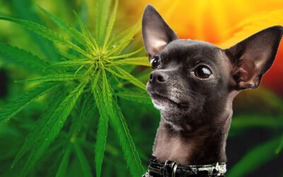 Is It Cool To Get My Dog High?