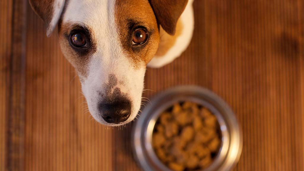 dog looking at food bowl