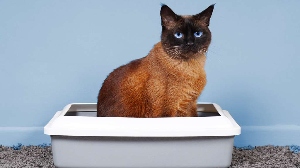 Why is my cat howling when he tries to pee Animal Medical New City