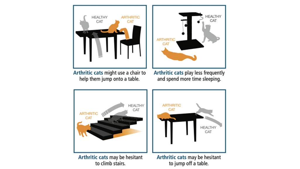 Picture of How to tell if my cat has arthritis 1 | Animal Medical New City