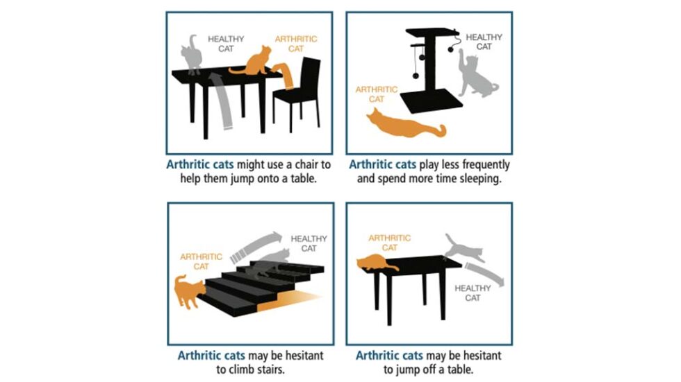 How To Tell If My Cat Has Arthritis Animal Medical New City