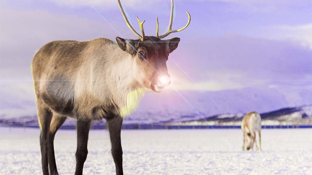 How To Feed Santa’s Reindeer: Veterinarian answers FAQs