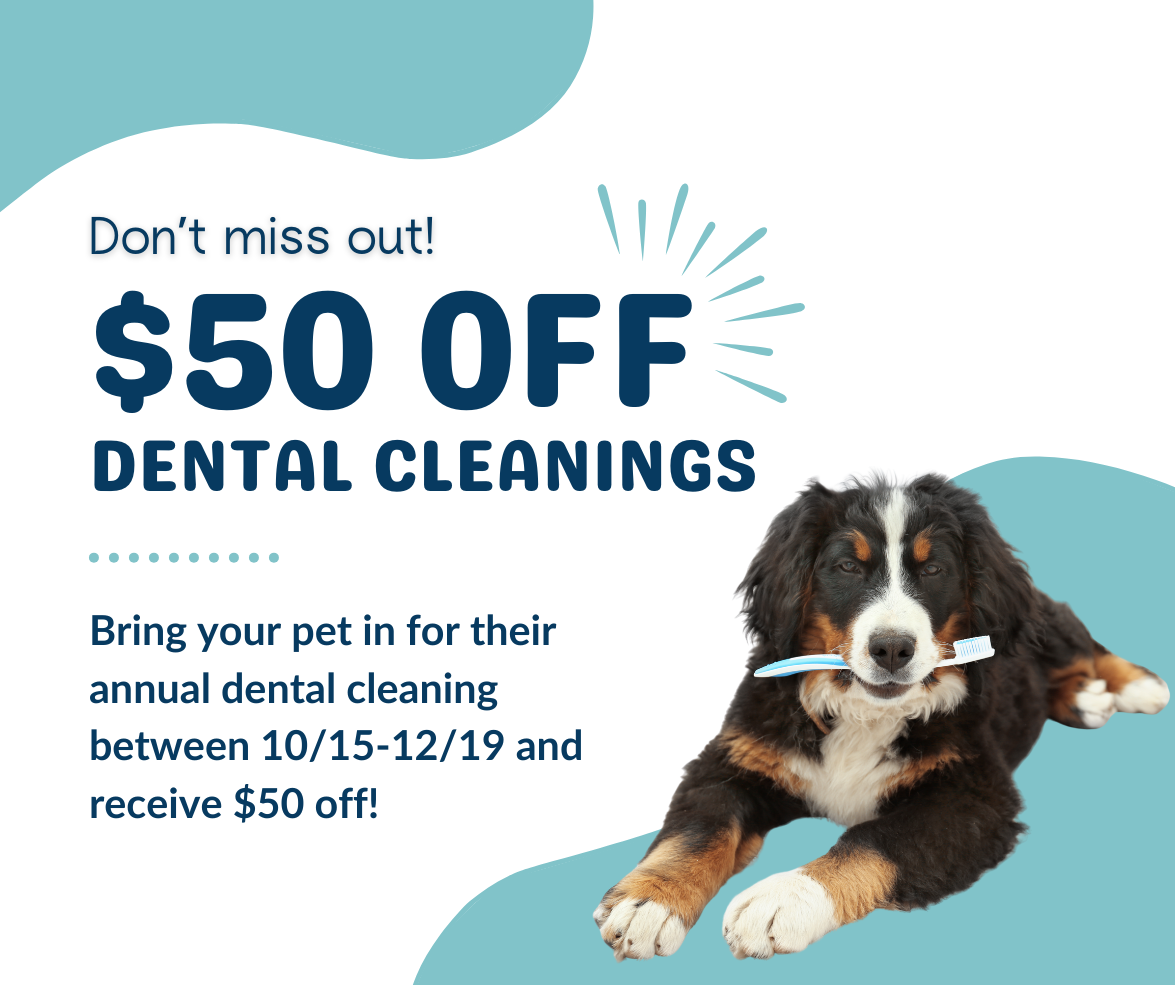 Q4 2025_Dental Promo_Web Graphic